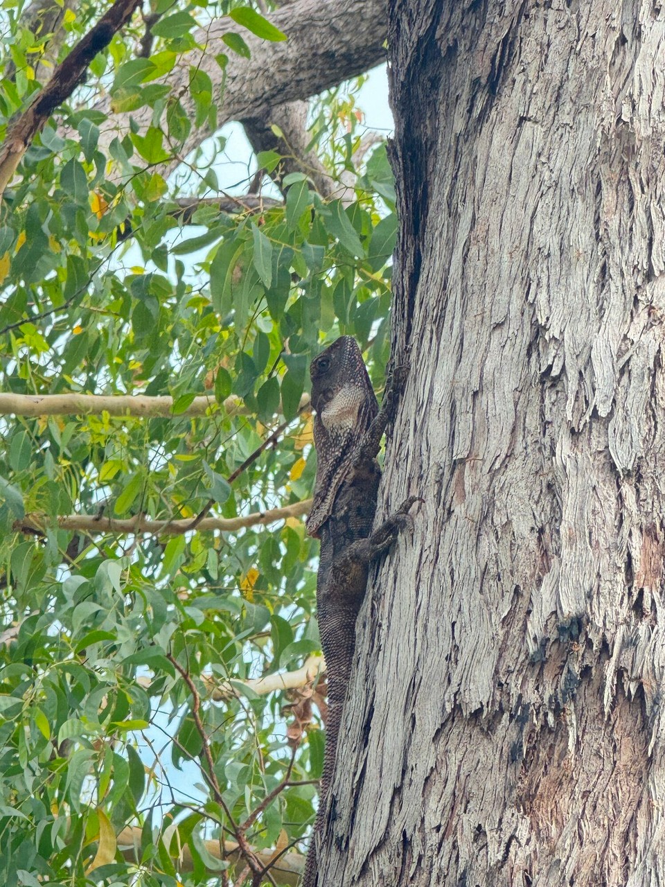 Australien - Kakadu - Isch gar ni so eifach gsi dia zfötala. Sie het zGfühl ka sie chön mit miar uma Baum tanza.😂 
