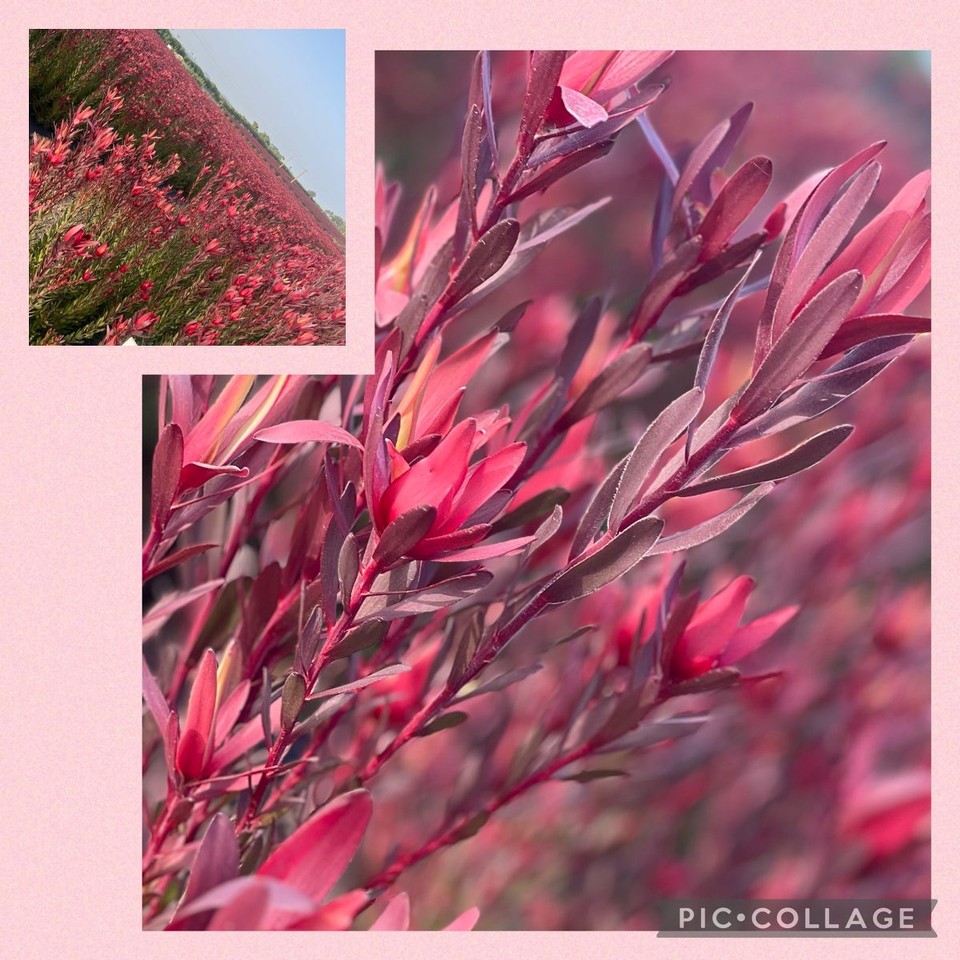 Portugal - Zambujeira do Mar - 