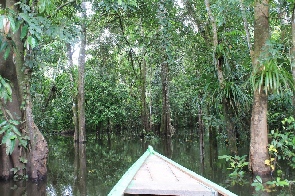 unbekannt - Rio Javari - 