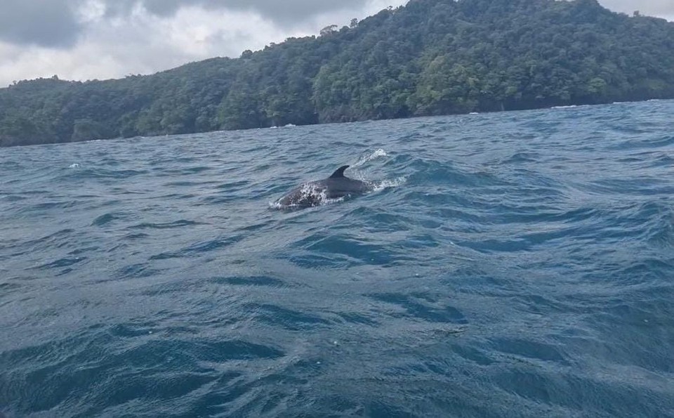 Panama -  - Und auf dem Rückweg wurden wir sogar noch mit Delfinen belohnt 🐬 