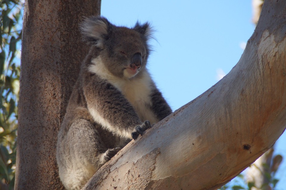 Australien - Yanchep - 🐨🐨🐨