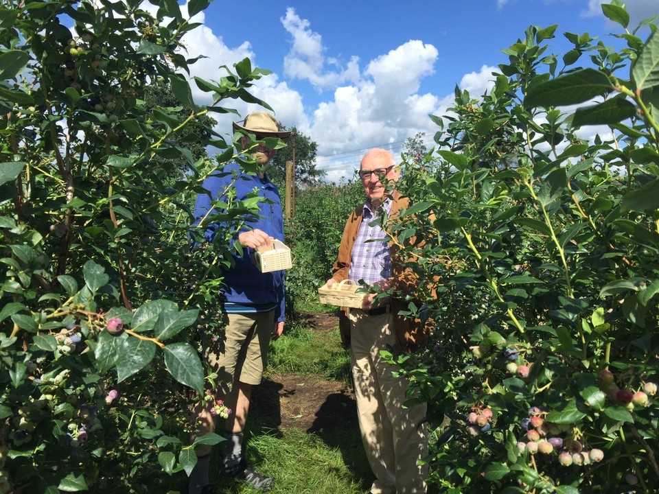  - Germany, Fischerhude - Blueberry picking at Ritterhude near Lilienthal, Lower Saxony. 