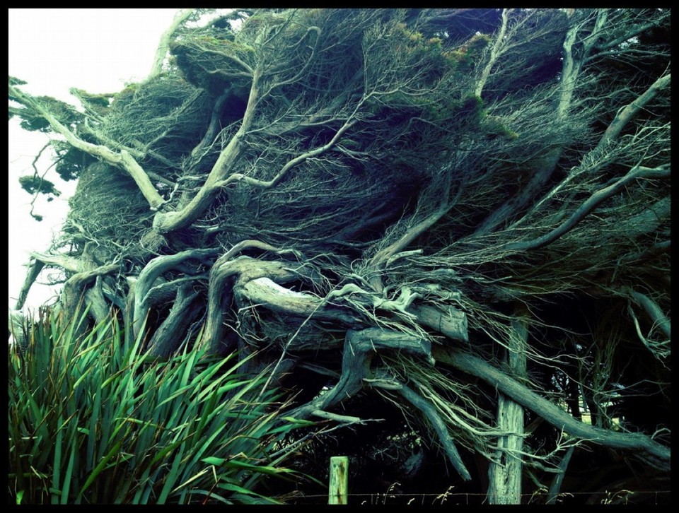 Neuseeland - Catlins - Gezeichnet vom Wind