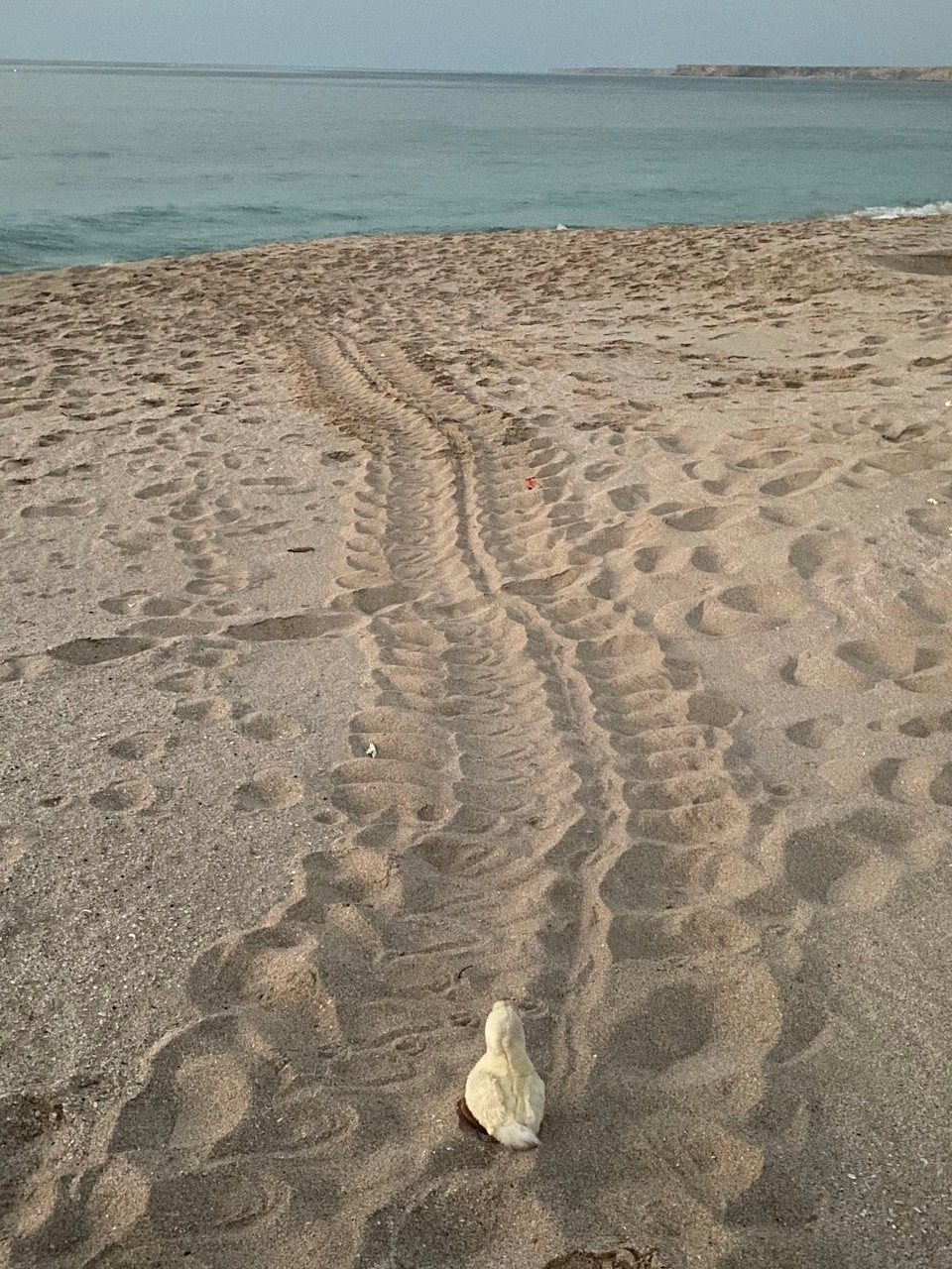 Oman -  - Sie war schneller als ich 