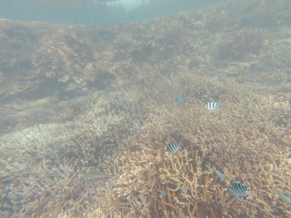  - Australia, Great Barrier Reef Conservation Reserve, Lady Elliot Island - 