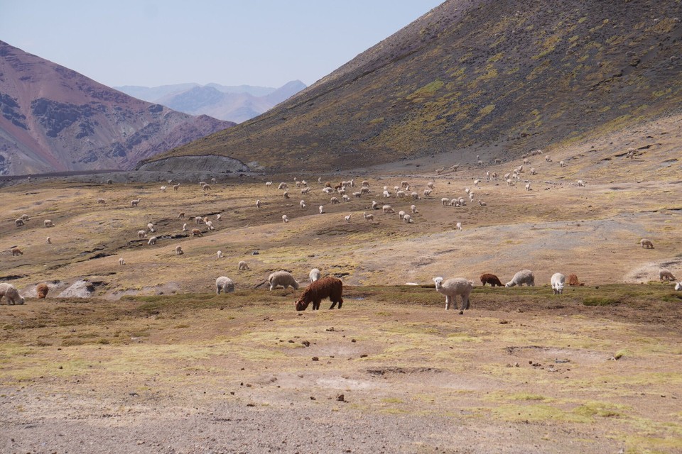 Peru - Cusco - 