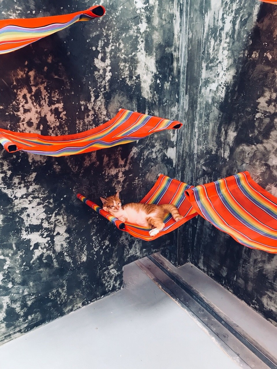 Thailand - Amphoe Ko Lanta - Cool cat hammocks!