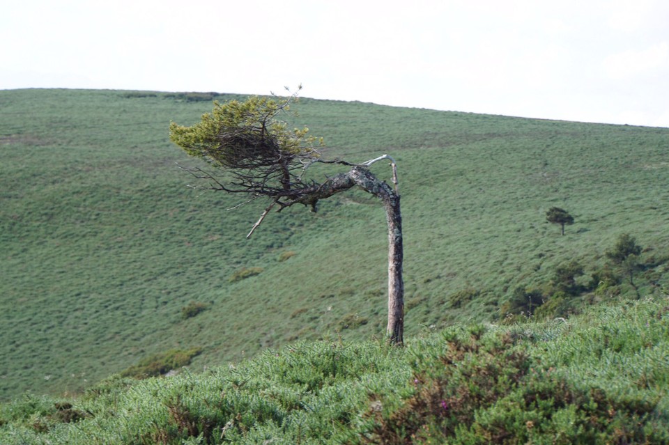 Spanien - Grandas de Salime - Lonly Cypress