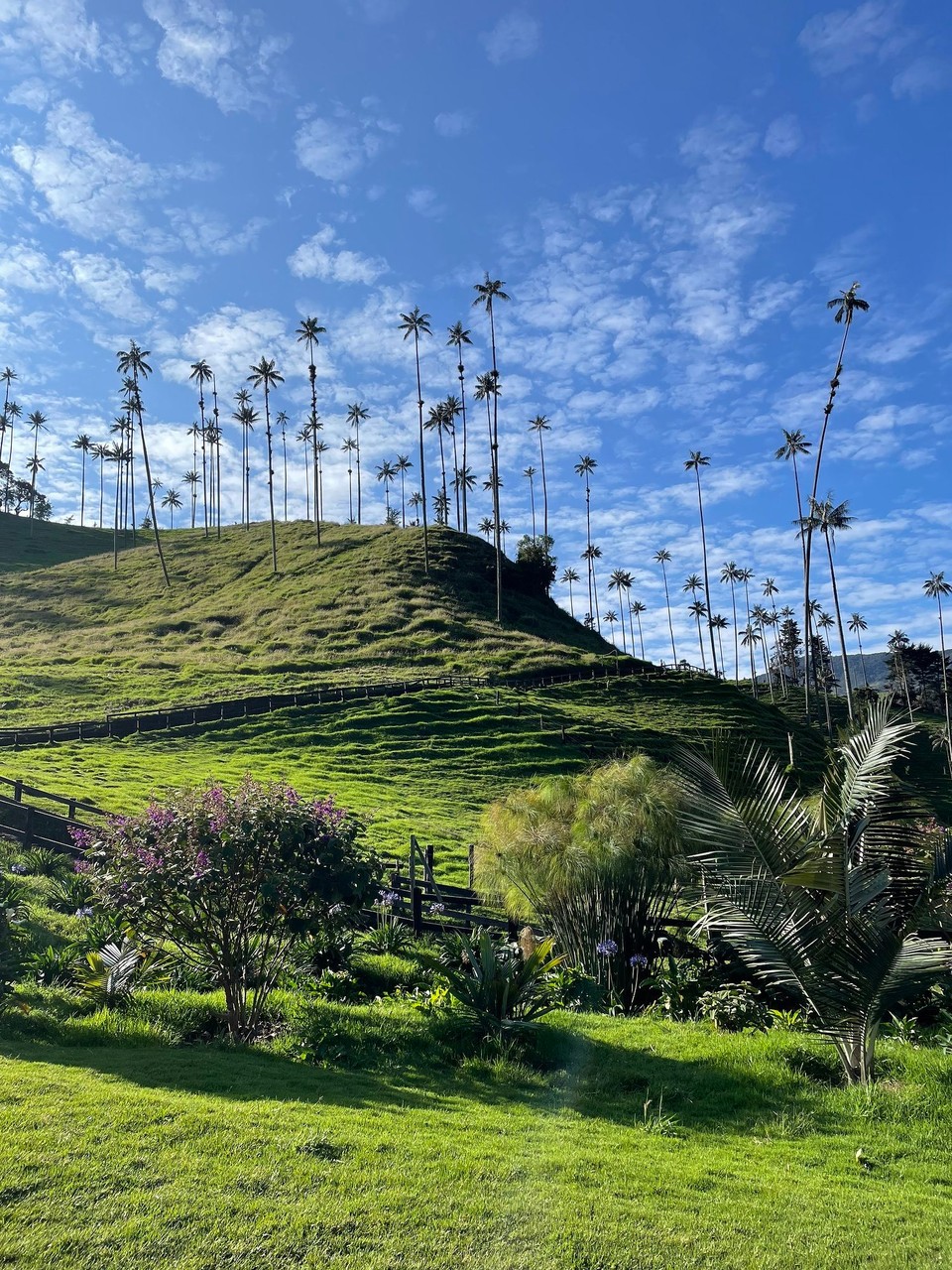 Kolumbien - Ibagué - Bei Sonnenschein den Tag in Valle del Cocora beginnen und die höchste Palmenart der Welt bestaunen 🌴 