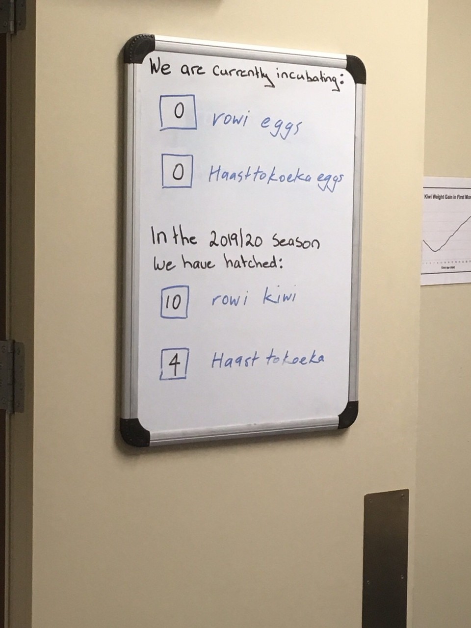 Neuseeland - Franz Josef Glacier - 