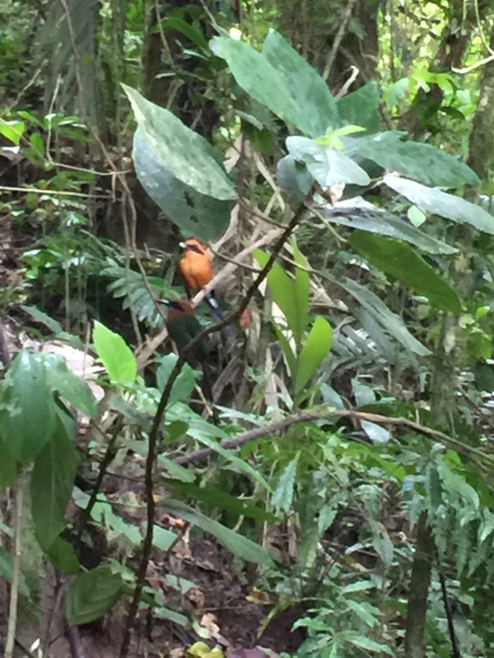 Costa Rica - San Carlos - 