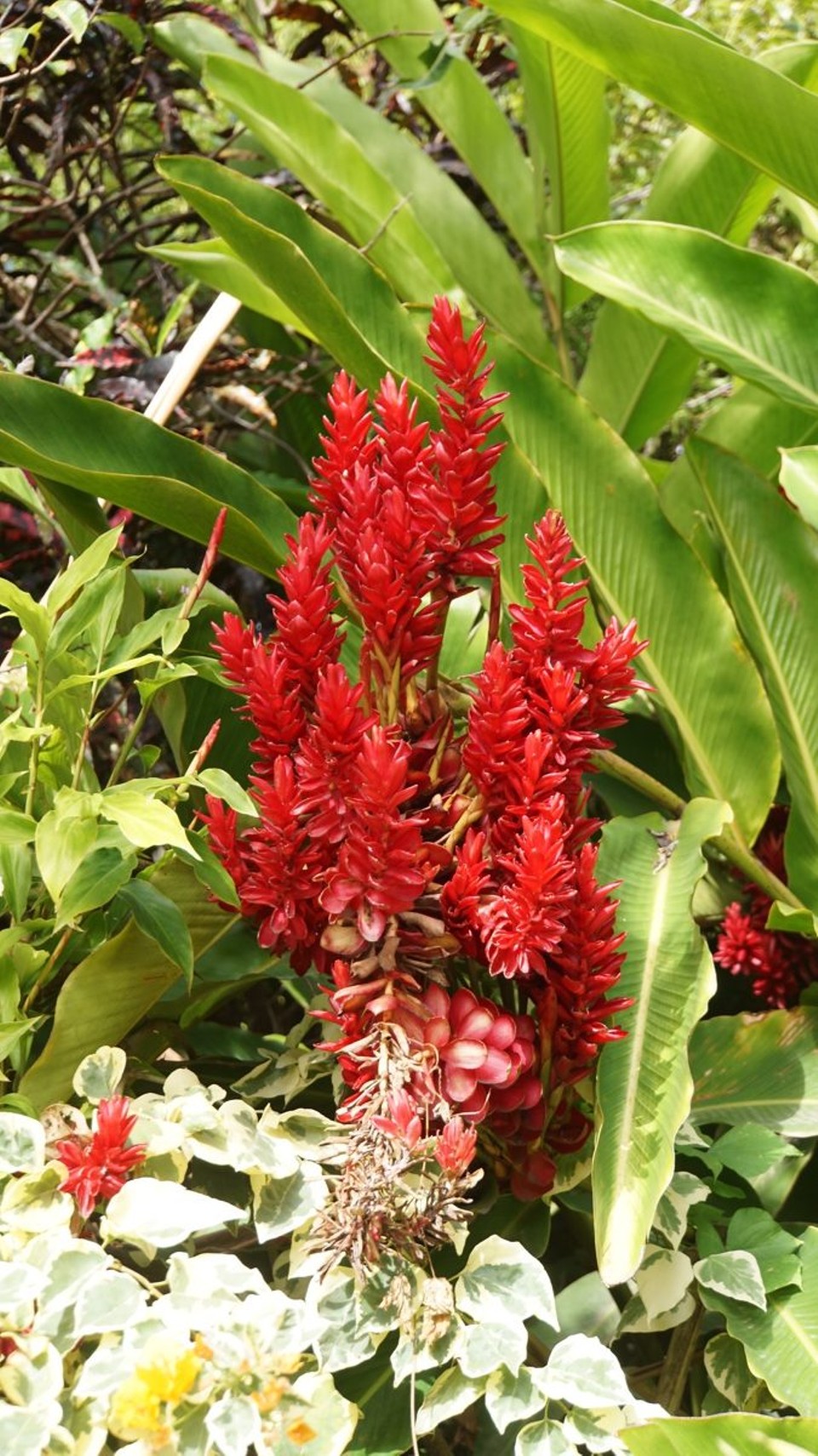 Réunion - Saint-Pierre - 