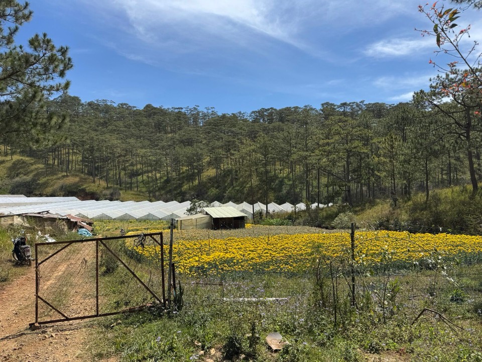 Vietnam - Da Lat - 