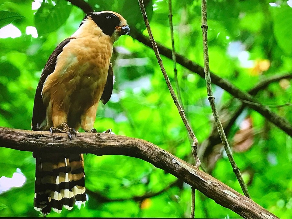 Costa Rica - San Carlos - 