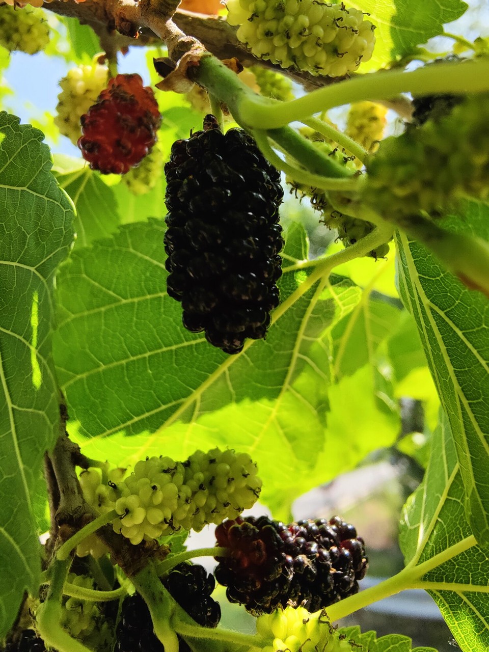 Rumänien - Vărșand - Nochmal Maulbeeren