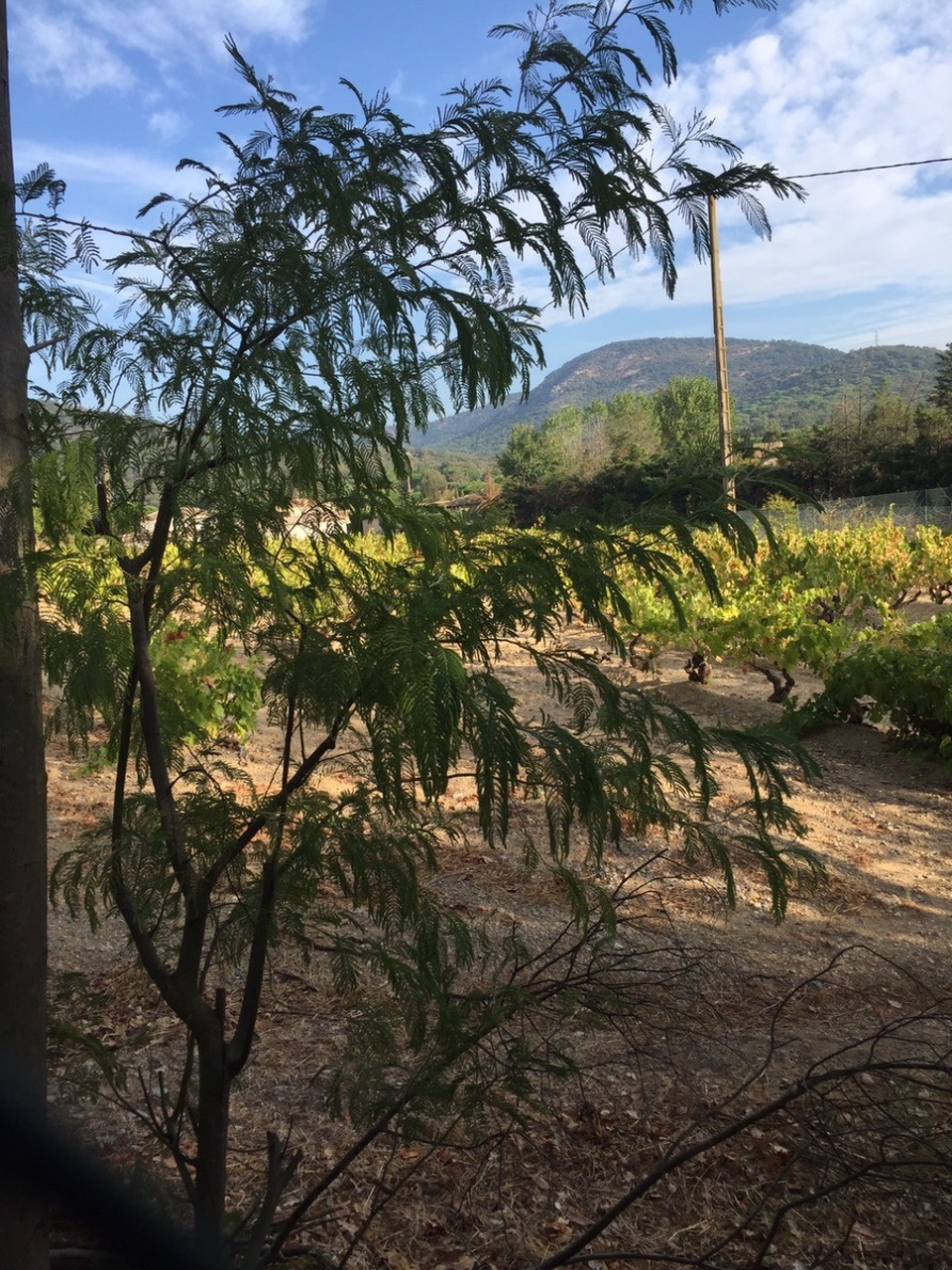 Frankreich - Grimaud - Blick von unserer Terrasse auf die vinyards. Weissweinflasche , ein Geschenk unseres Vermieters, steht schon  bereit!
