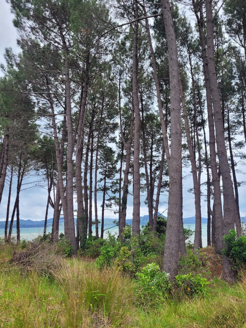 Neuseeland - Cooks Beach - 