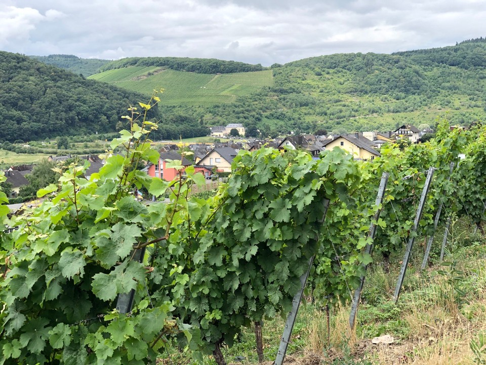 Deutschland - Ürzig - Kloster Machern in der Ferne