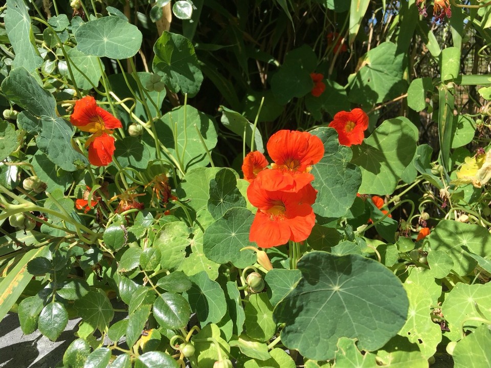 Kanada - Central Saanich - Wusstet ihr, dass wenn man im Sommer jeden Tag eine Kapuzinerkresse isst, hat man genug Vitamin C für den Winter? 