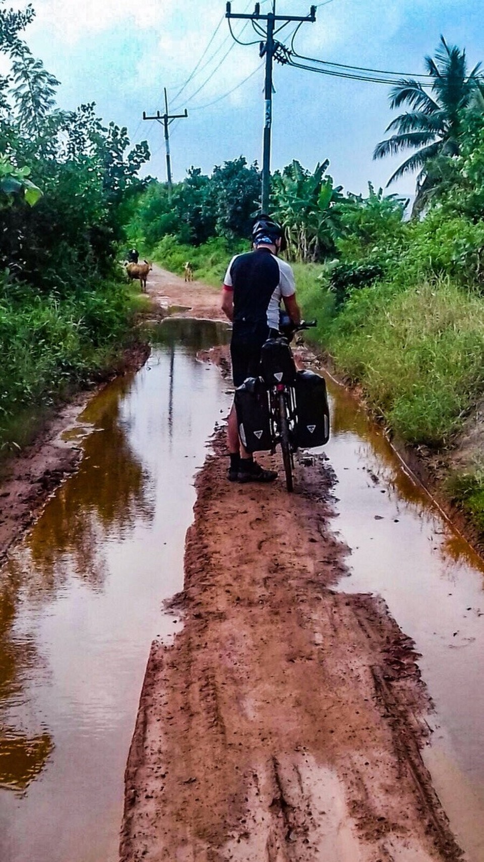 Thailand - Amphoe Ban Ta Khun - Persönliche Begutachtung ob der Befahrbarkeit. Negativ. 
Alles retour! Doch die Ausweichroute führt zurück zu der stark befahrenen Landstraße, die es eigentlich hier zu umfahren galt. Mein Versuch, einen Weg zu finden, der uns HINTER den Pfützen wieder auf diese Straße führt, lassen uns bei den gigantischen Becken einer thailändischen Garnelenzucht stranden. Arbeiter der Zuchtanstalt erspähen uns und nähern sich auf Motorrädern. Ich schaffe es tatsächlich, mit meinen wenigen Worten Thai und wildem Herumgefuchtel zu erklären, dass wir auf diese in Sichtweite liegende Straße, auf der anderen Seite der Garnelenbecken gelangen wollen, aber der Beginn unpassierbar ist. Ja, das habe ich gesagt. Auf Thai. Ich schwöre. Übersetzt hat es ungefähr so geklungen: Da! da! Dort! Fahrrad dort! Straße! Wasser. Fahrrad no!
Einer der Arbeiter erbarmt sich und lotst uns tatsächlich an eine Stelle, die hinter der Schlammgrube auf die Straße zurückführt.