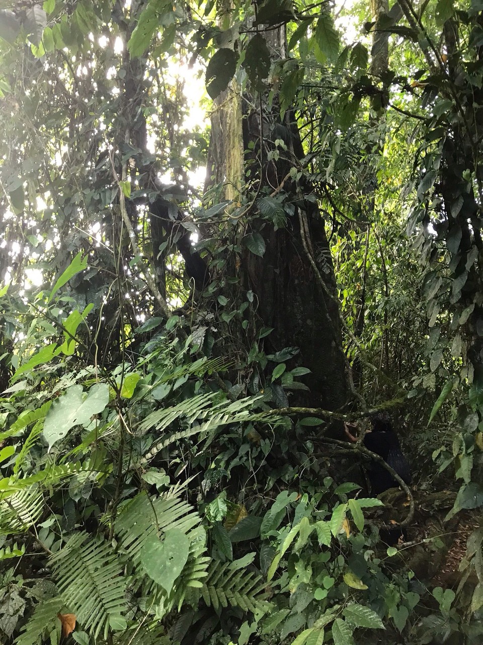 Costa Rica - San Carlos - 