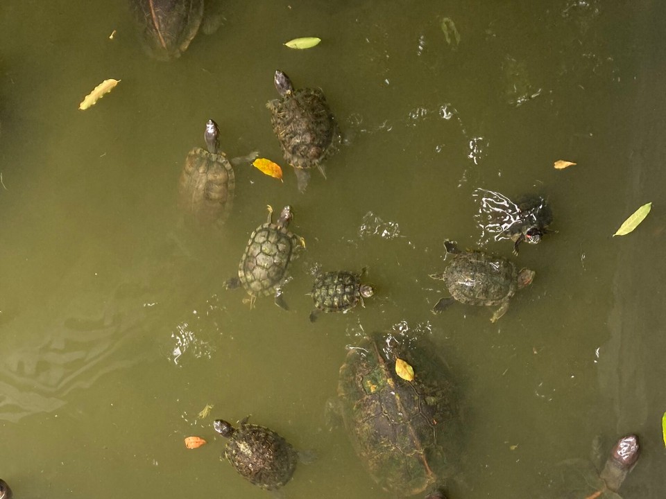 Malaysia - Balik Pulau - So viele Schildkröten 🤩