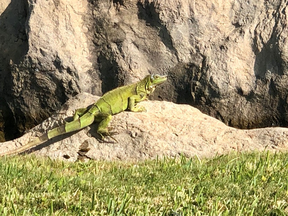 Aruba - Oranjestad - Leguan