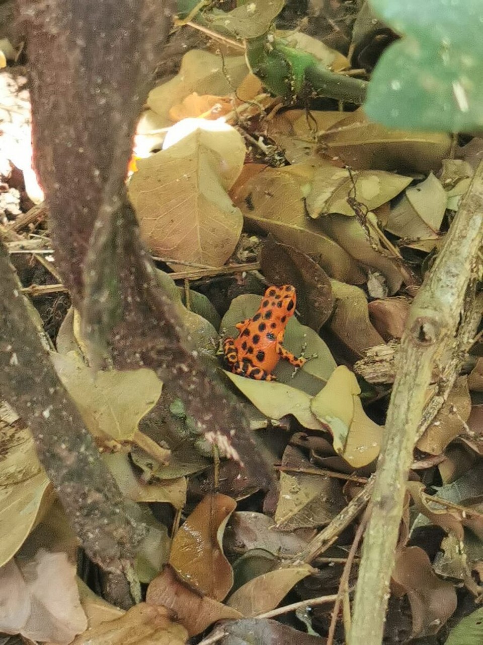 Panama - Bastimentos Island - Red frog.