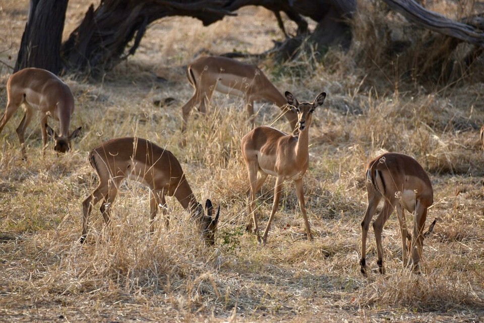 Botsuana -  - Unterwegs sehen wir ein paar Impala.