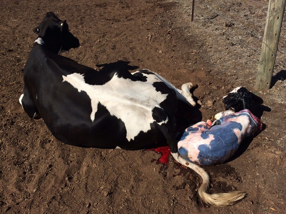  - Australia, Finley 2713 - Fresh out of the oven! This calf had to be pulled out via rope and the quad bike - he was very big and mum was very weak. 