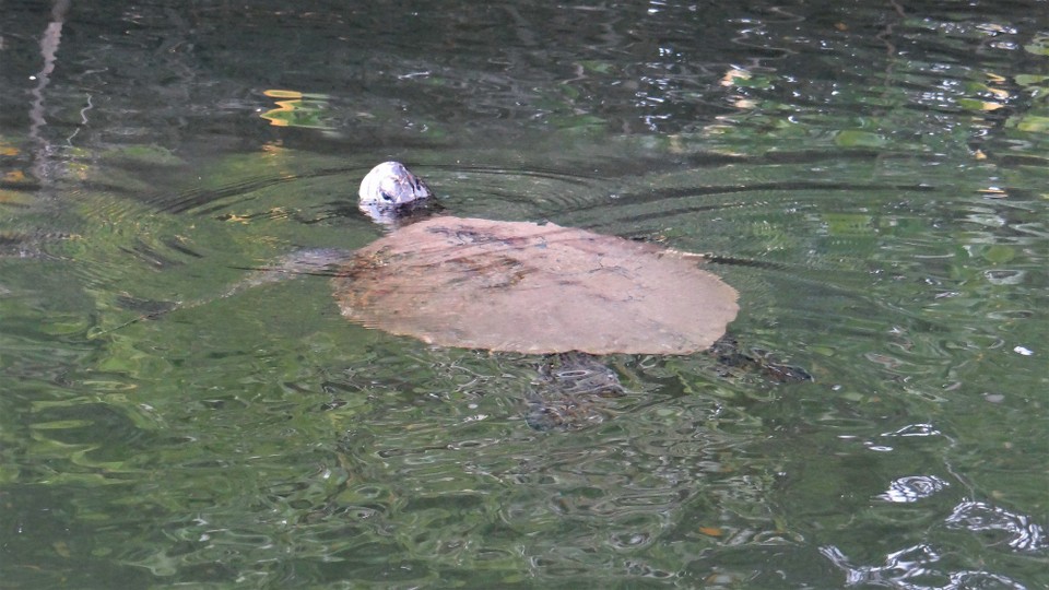 Ecuador - Isabela Island - Turtle