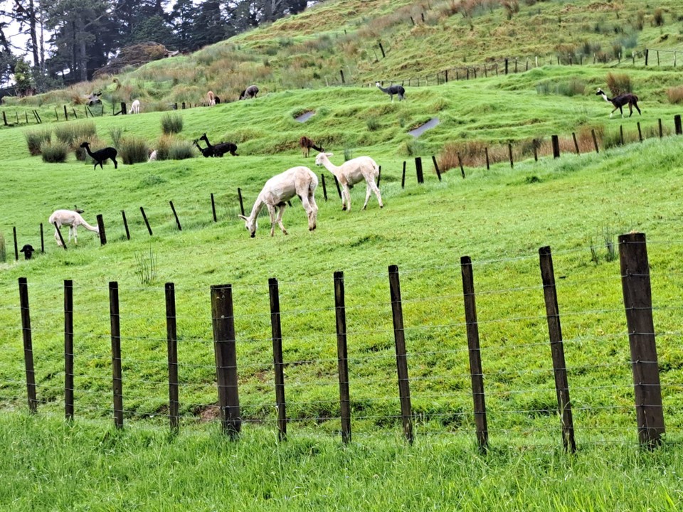 Neuseeland - Puhoi - 