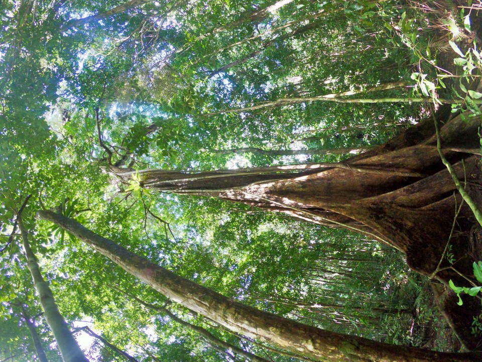 Australien - Mossman Gorge - 