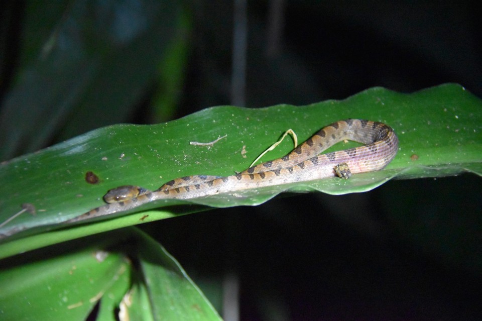 Costa Rica - La Fortuna - Da sind diese Vertreter nicht so gefährlich.