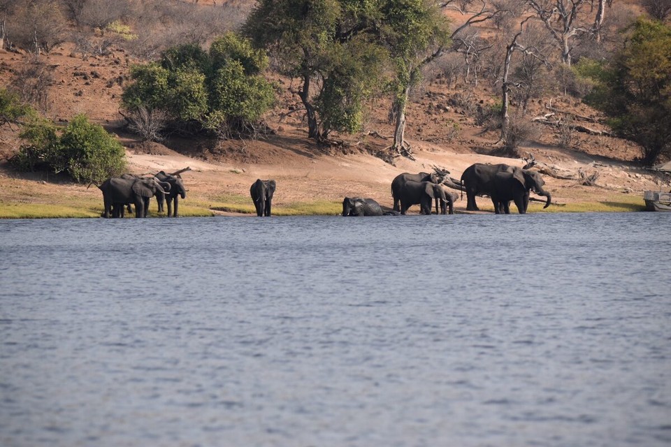 Botsuana -  - Am Flussufer waren viele Elefanten zu entdecken.