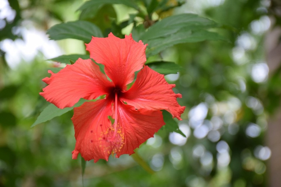 Cookinseln - Rarotonga - Eine Hibiskusblüte  