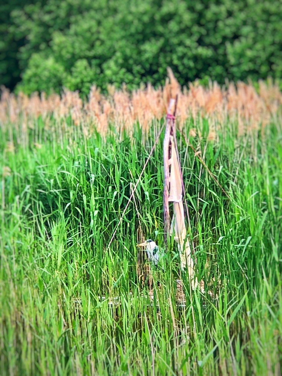 Deutschland - Bad Saarow - 