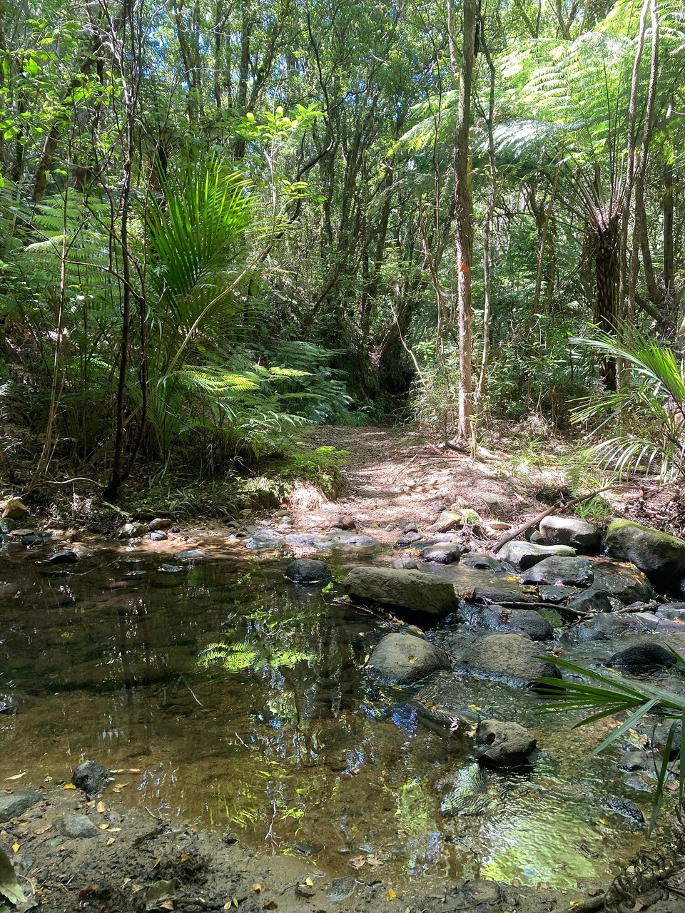 Neuseeland - Coromandel Forest Park - 