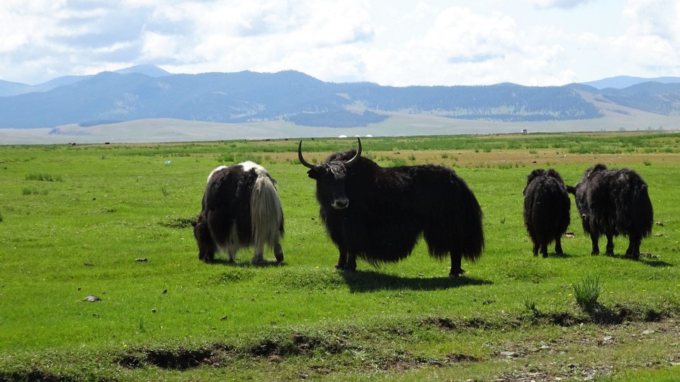 Mongolia - Kharkhorin - Yaks (love yaks)