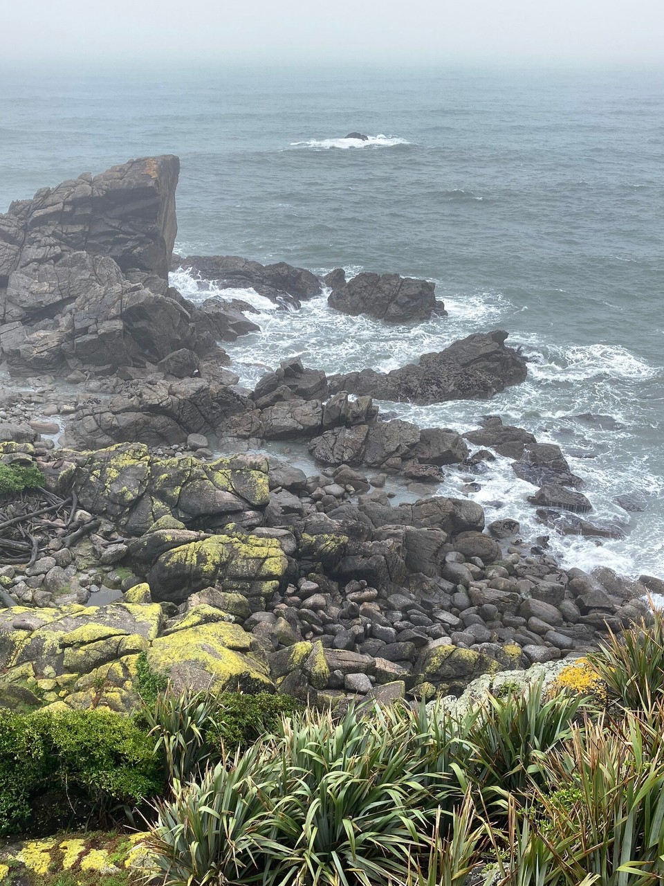Neuseeland - Kap Foulwind - Dann zählt mal fleißig Robben 🤭