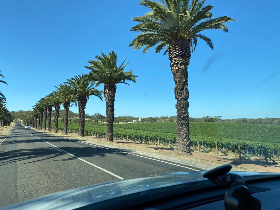 Australien - Rowland Flat - eine Palmenalle beidseits der Strasse schmückt die Zufahrt zu dieser einer der grössten Wineries im Barossa Valle