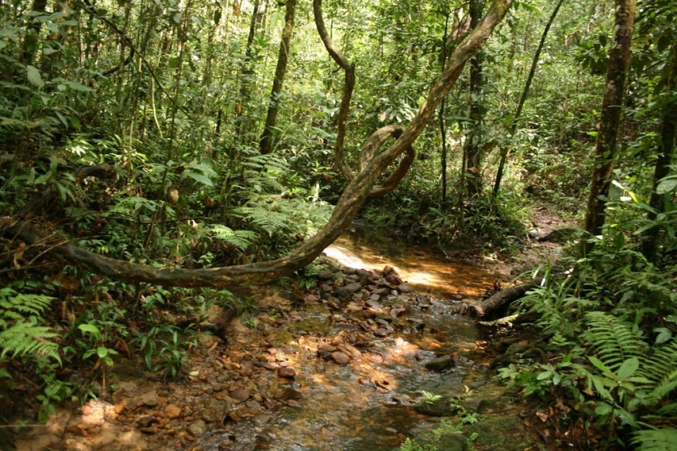 Sri Lanka - Sinharaja Forest - 