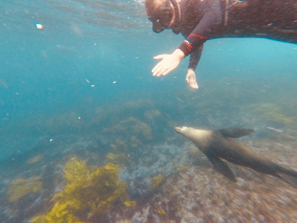 Australia - Montague Island - 