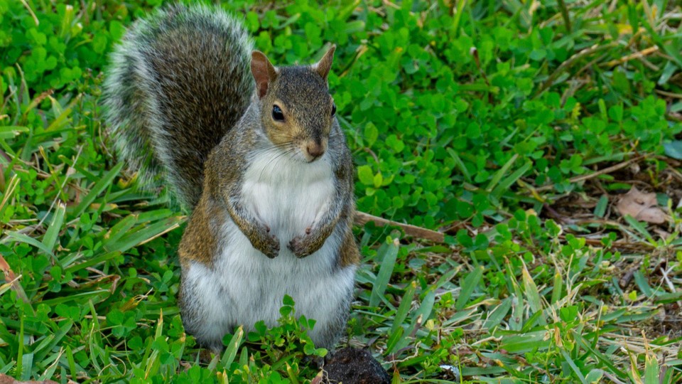 USA - New Smyrna Beach - 