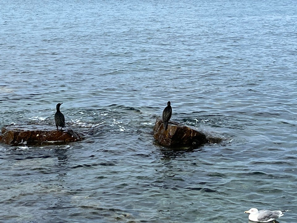 Kroatien - Poreč - 