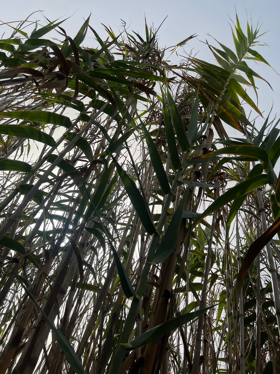 Portugal - Longueira-Almograve - 