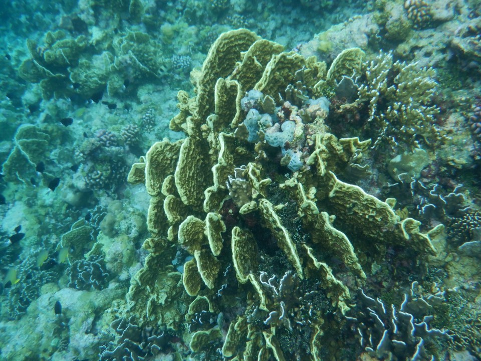 Indonesia - Kabupaten Wakatobi - 