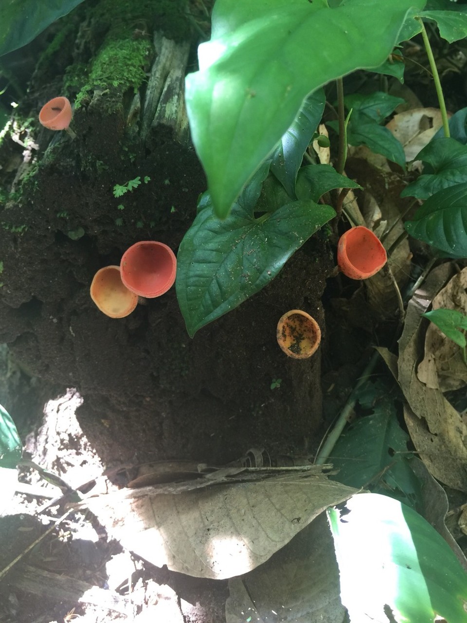 Costa Rica - San Carlos - 