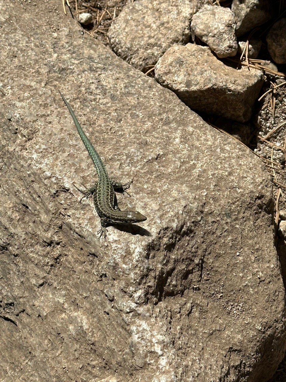 Frankreich - Corte - 