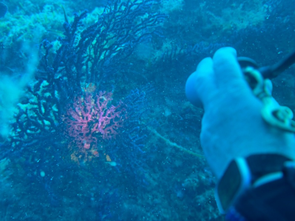 Italien - Porto Azzurro - Da, sie ist doch rot!